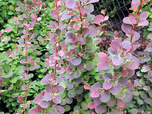 Berberis thunbergii 'Carlo' 
